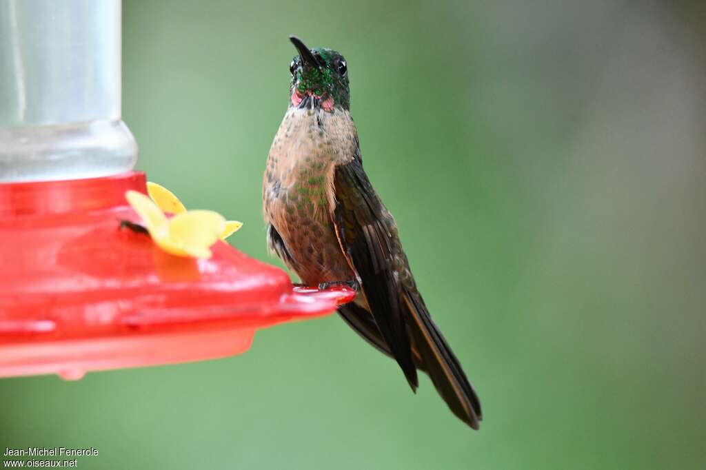 Fawn-breasted Brilliant male adult, identification