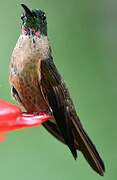 Fawn-breasted Brilliant