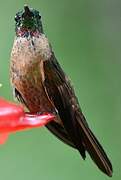 Fawn-breasted Brilliant