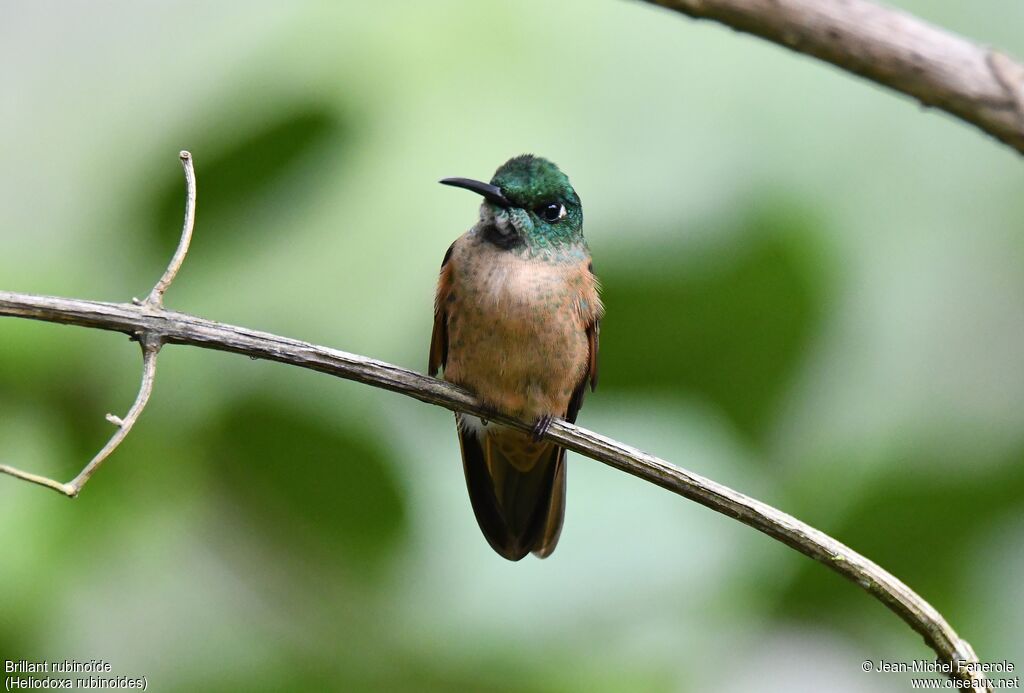 Fawn-breasted Brilliant