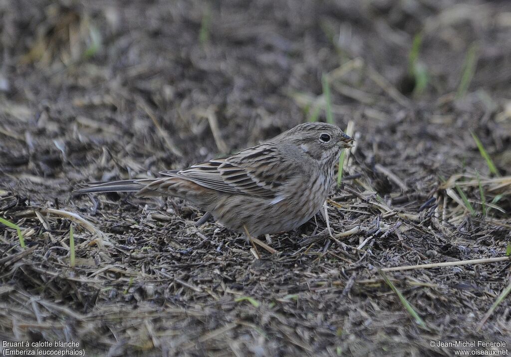 Pine Bunting female