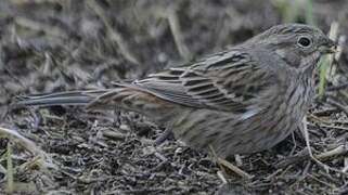 Pine Bunting