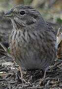 Pine Bunting