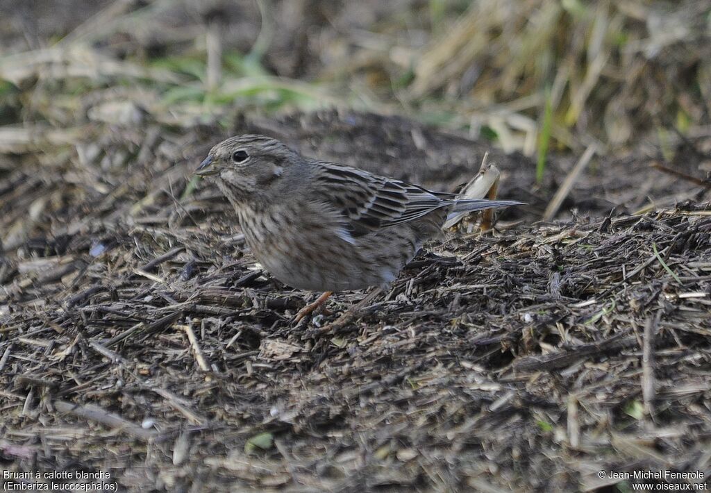 Pine Bunting female