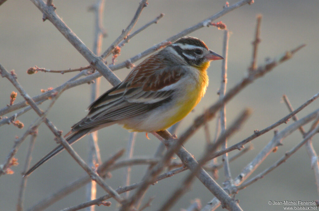 Golden-breasted Bunting