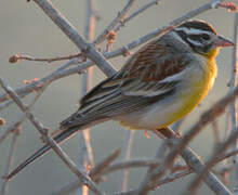 Golden-breasted Bunting