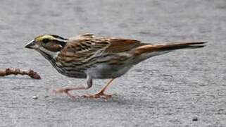 Yellow-browed Bunting