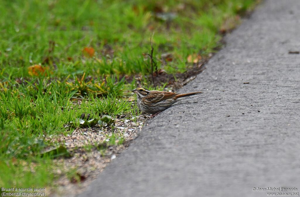 Yellow-browed Bunting