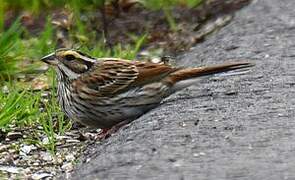 Yellow-browed Bunting