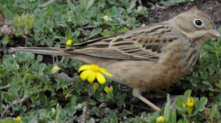 Cretzschmar's Bunting