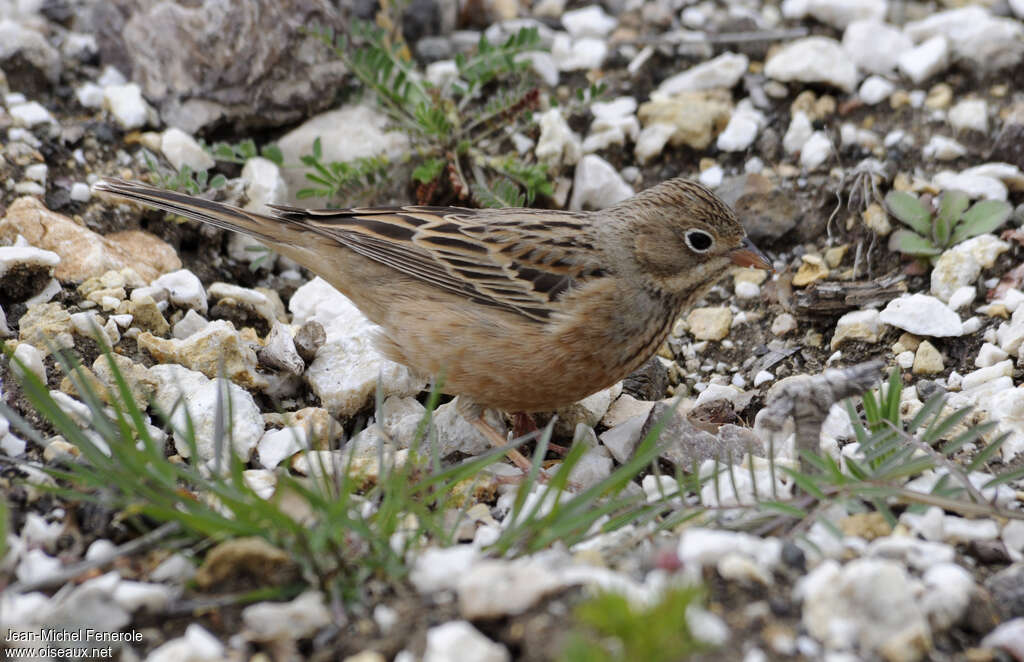 Cretzschmar's Buntingimmature, identification