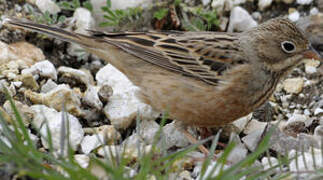 Cretzschmar's Bunting