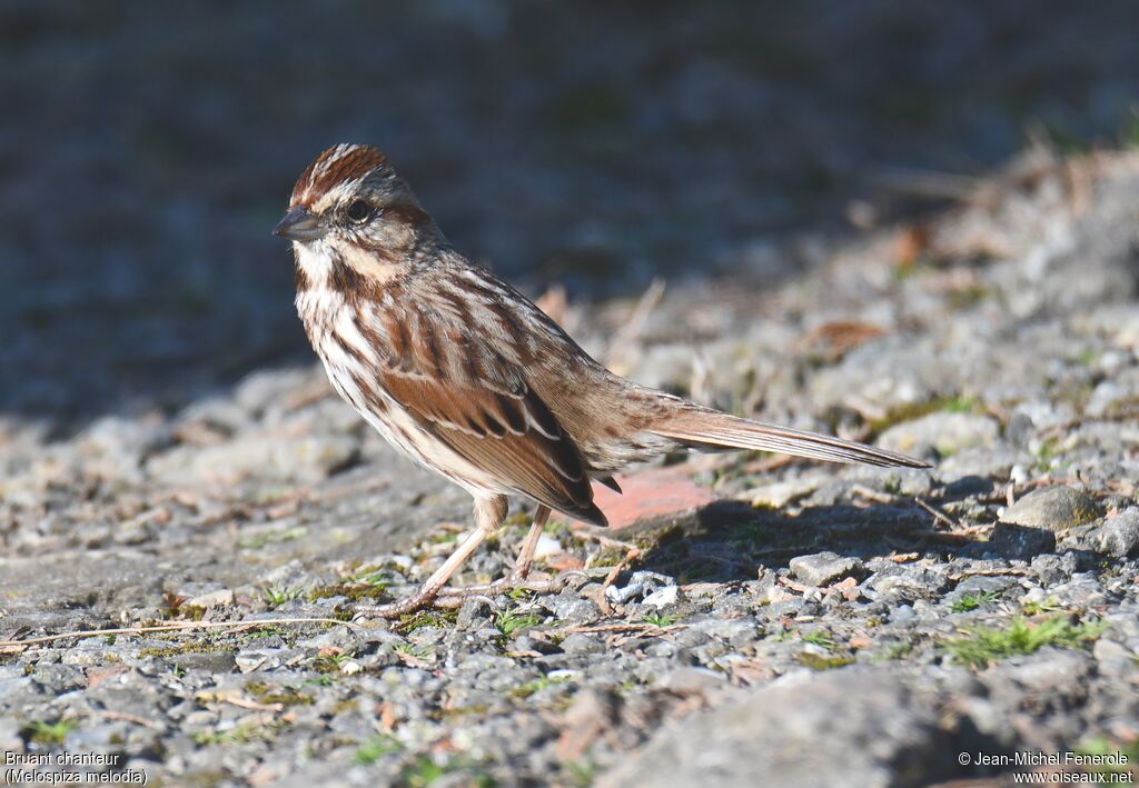 Song Sparrow