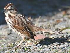 Song Sparrow