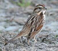 Song Sparrow