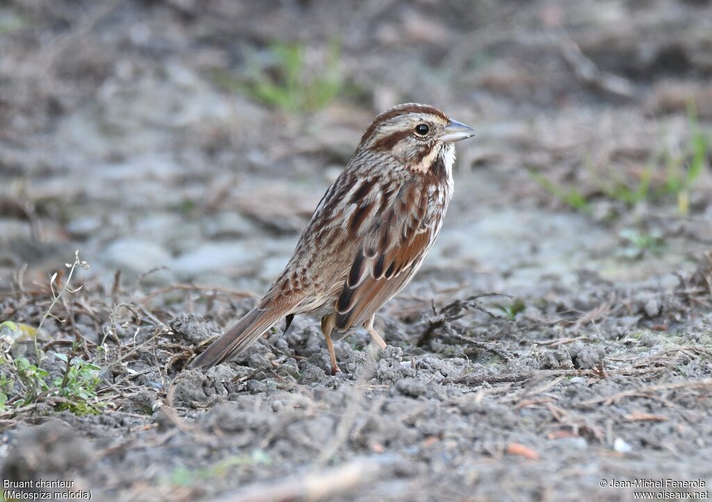 Song Sparrow