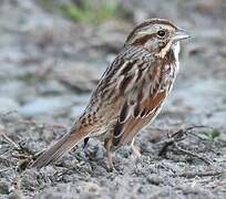 Song Sparrow