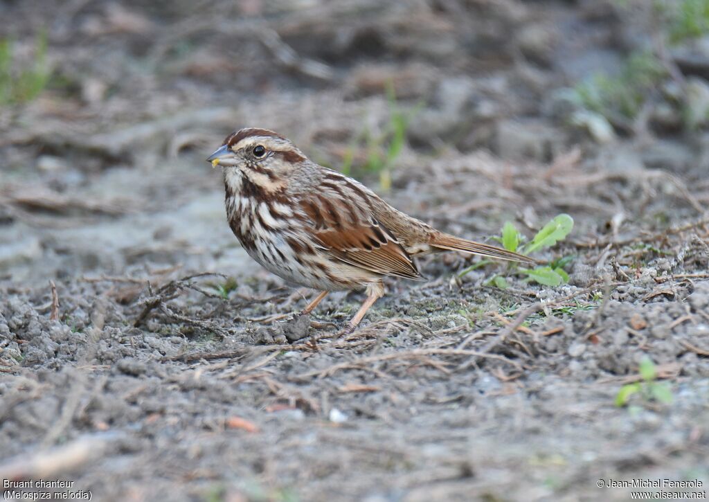 Song Sparrow