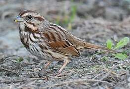 Song Sparrow