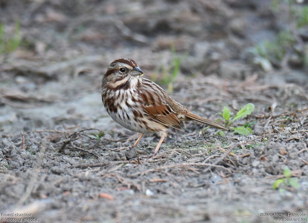 Song Sparrow