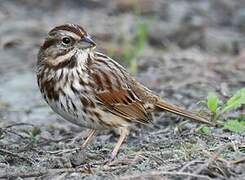 Song Sparrow