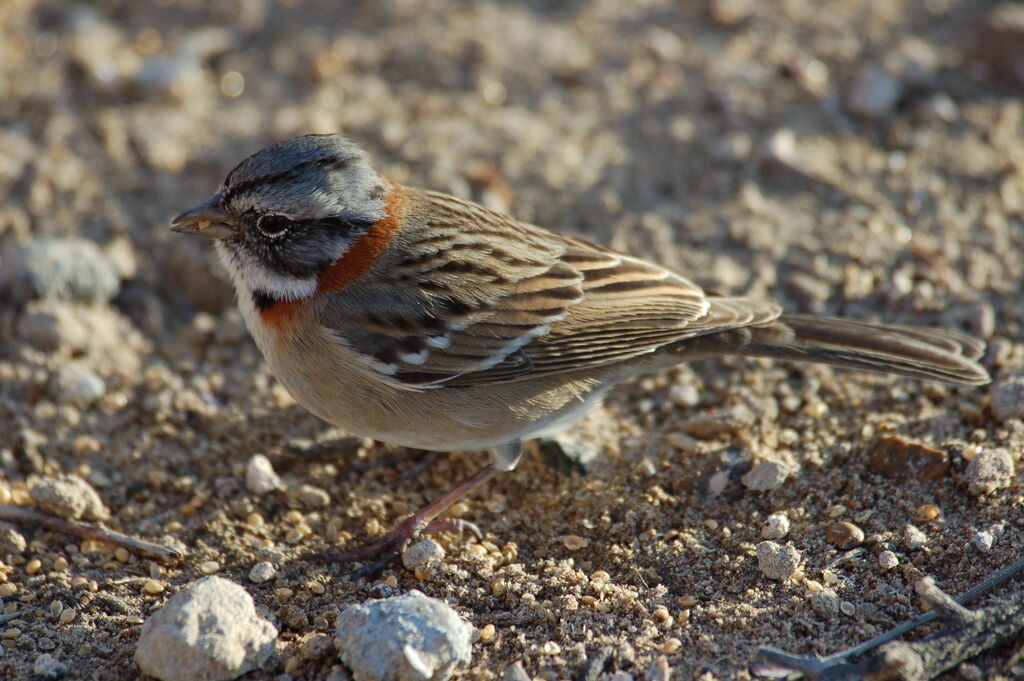 Rufous-collared Sparrow