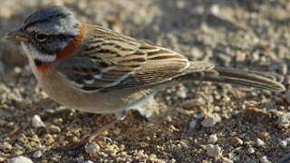 Rufous-collared Sparrow