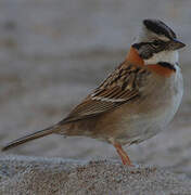 Rufous-collared Sparrow