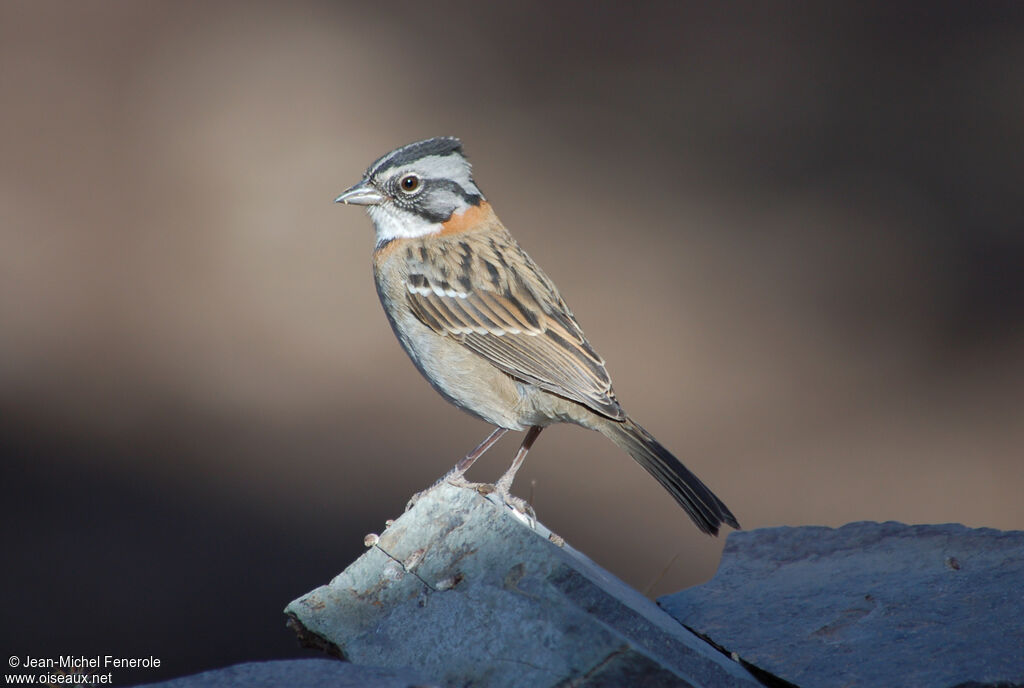 Rufous-collared Sparrow