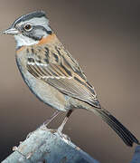 Rufous-collared Sparrow