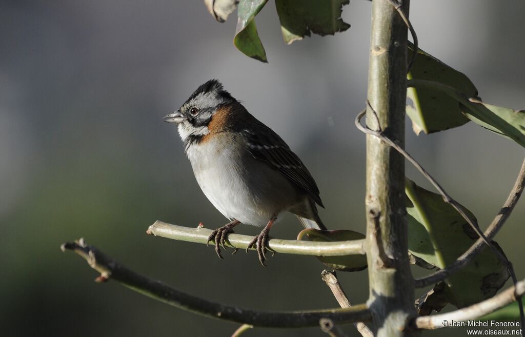 Rufous-collared Sparrow