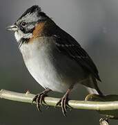 Rufous-collared Sparrow