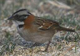 Rufous-collared Sparrow