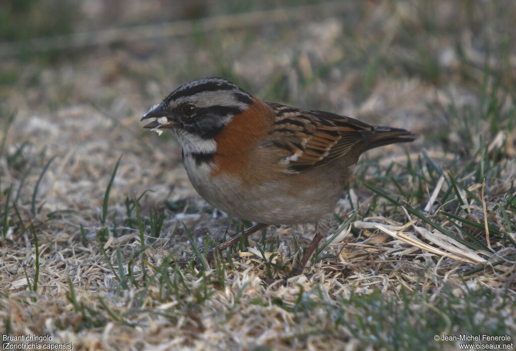 Rufous-collared Sparrow