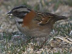 Rufous-collared Sparrow