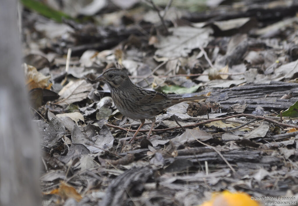 Lincoln's Sparrowadult