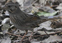 Lincoln's Sparrow