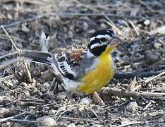 Somali Bunting