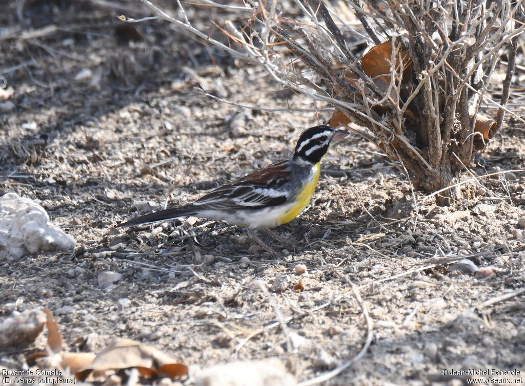 Somali Bunting