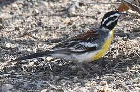 Somali Bunting