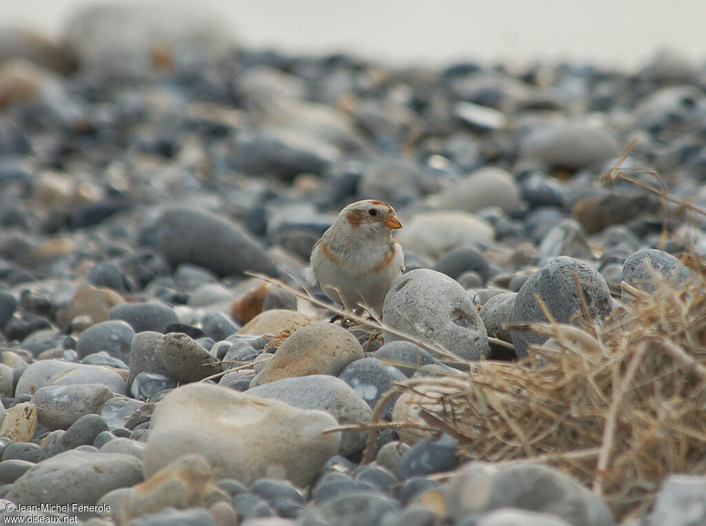 Snow Bunting