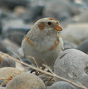 Snow Bunting