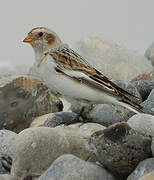 Snow Bunting