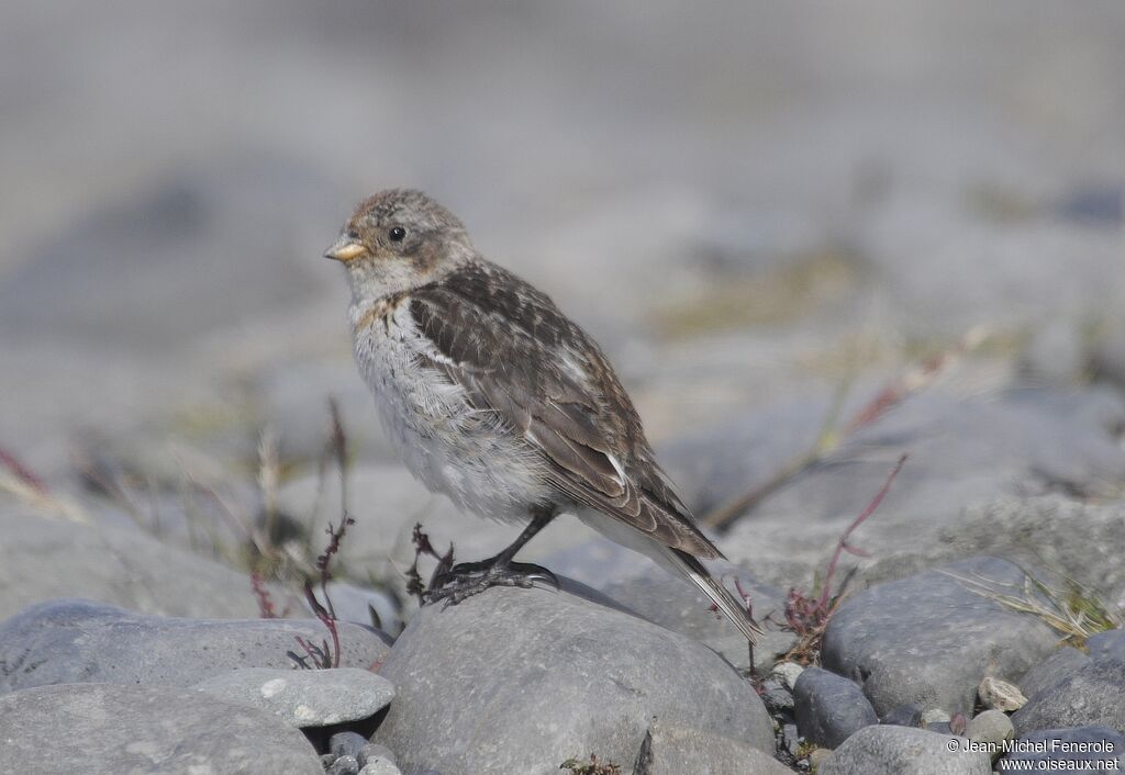 Snow Bunting