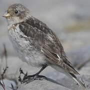 Snow Bunting