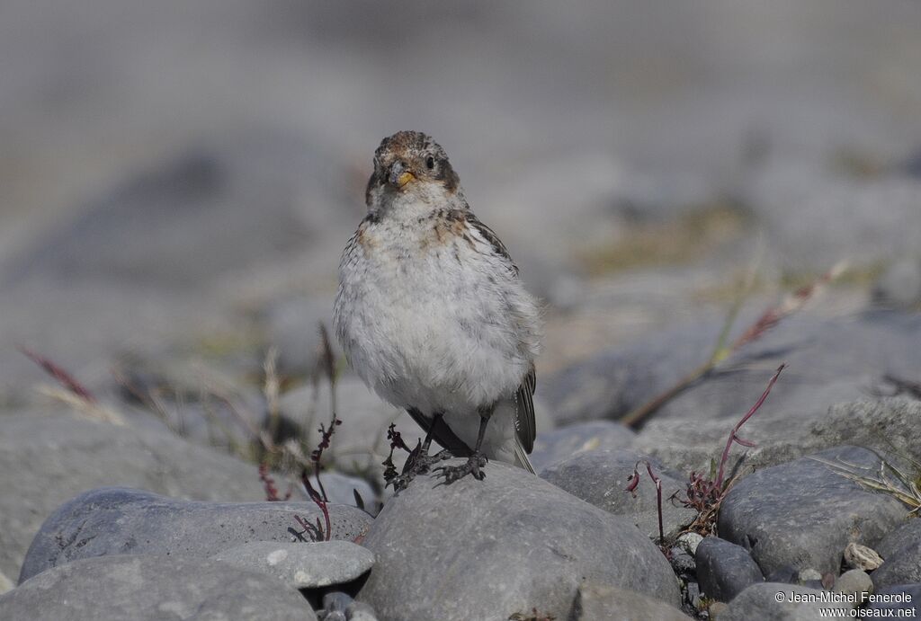 Snow Bunting