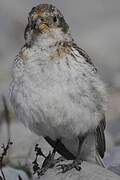 Snow Bunting