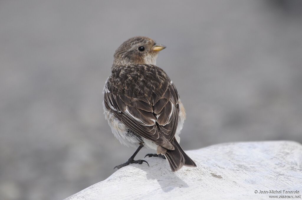 Snow Bunting