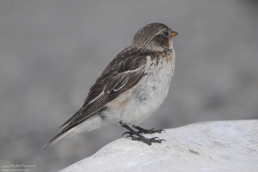 Snow Bunting female adult breeding, identification