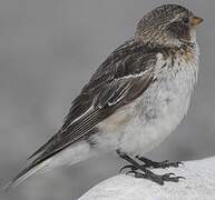 Snow Bunting